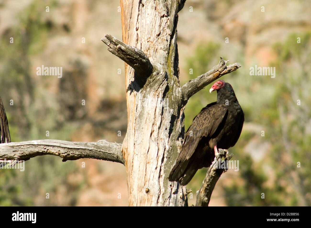 Türkei Geier, Cathartes Aura. AAS-Feeder, Segelfliegen oder Schlafplatz In Gruppen oft zu sehen. New-Mexico Stockfoto