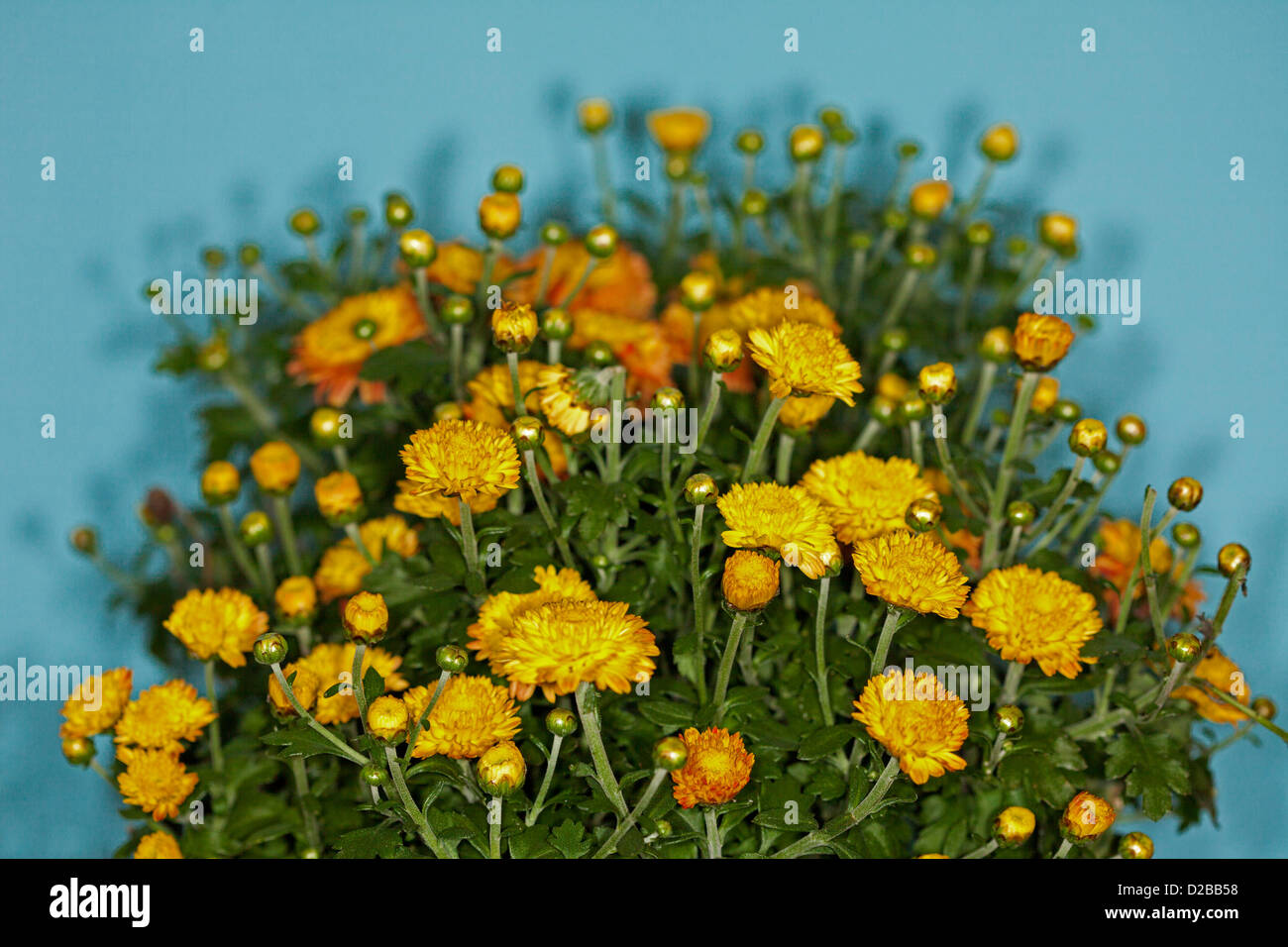 Goldenes Gelb und orange Blüten und Blätter der Chrysantheme multicolor "Fantasia" vor einem blauen Hintergrund Stockfoto