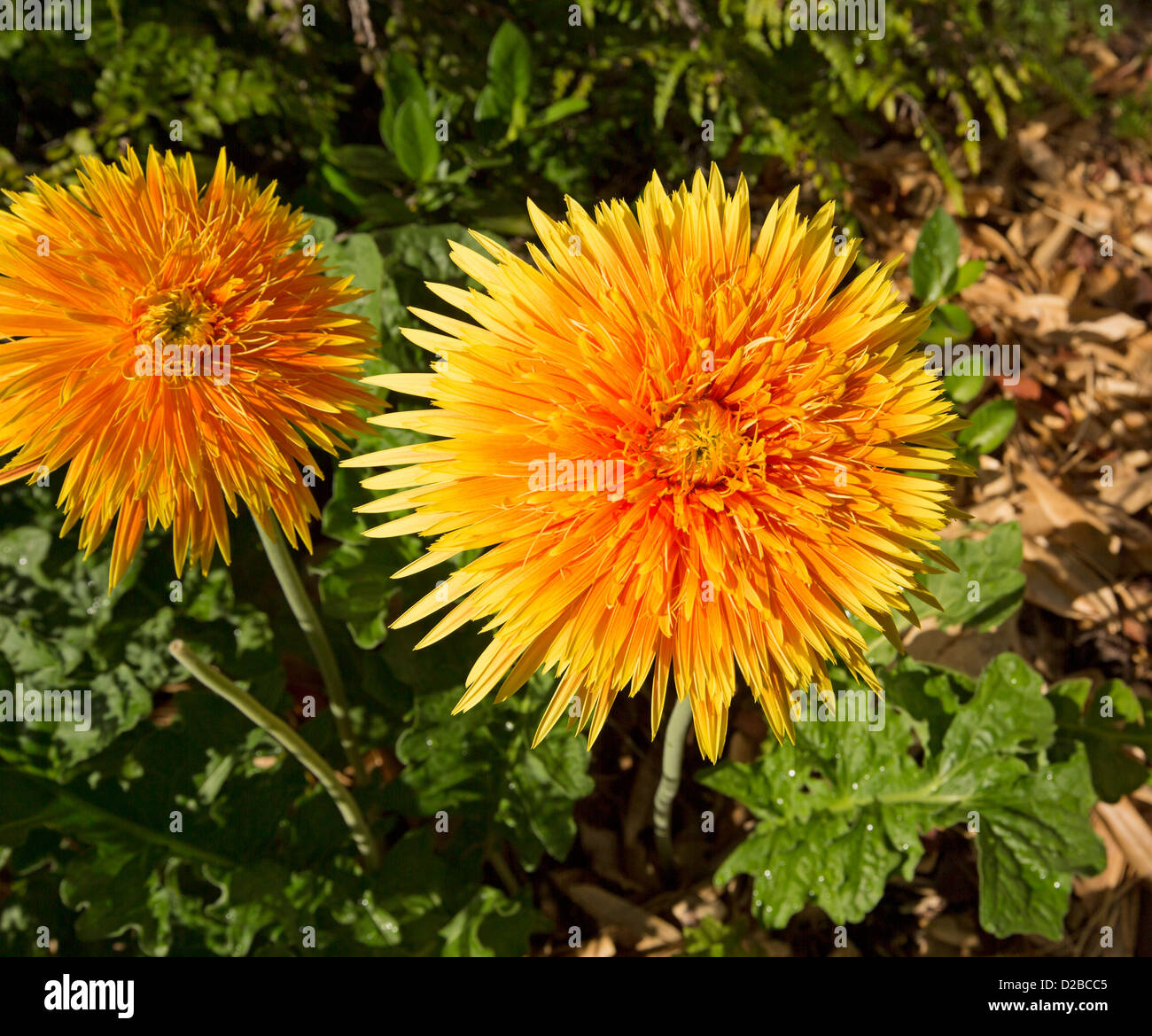 Zwei brillante orange / gelb Doppelzimmer Gerbera Blumen - Gerbera Bauerii Nobleflora Sorte "Golden Ball" Stockfoto