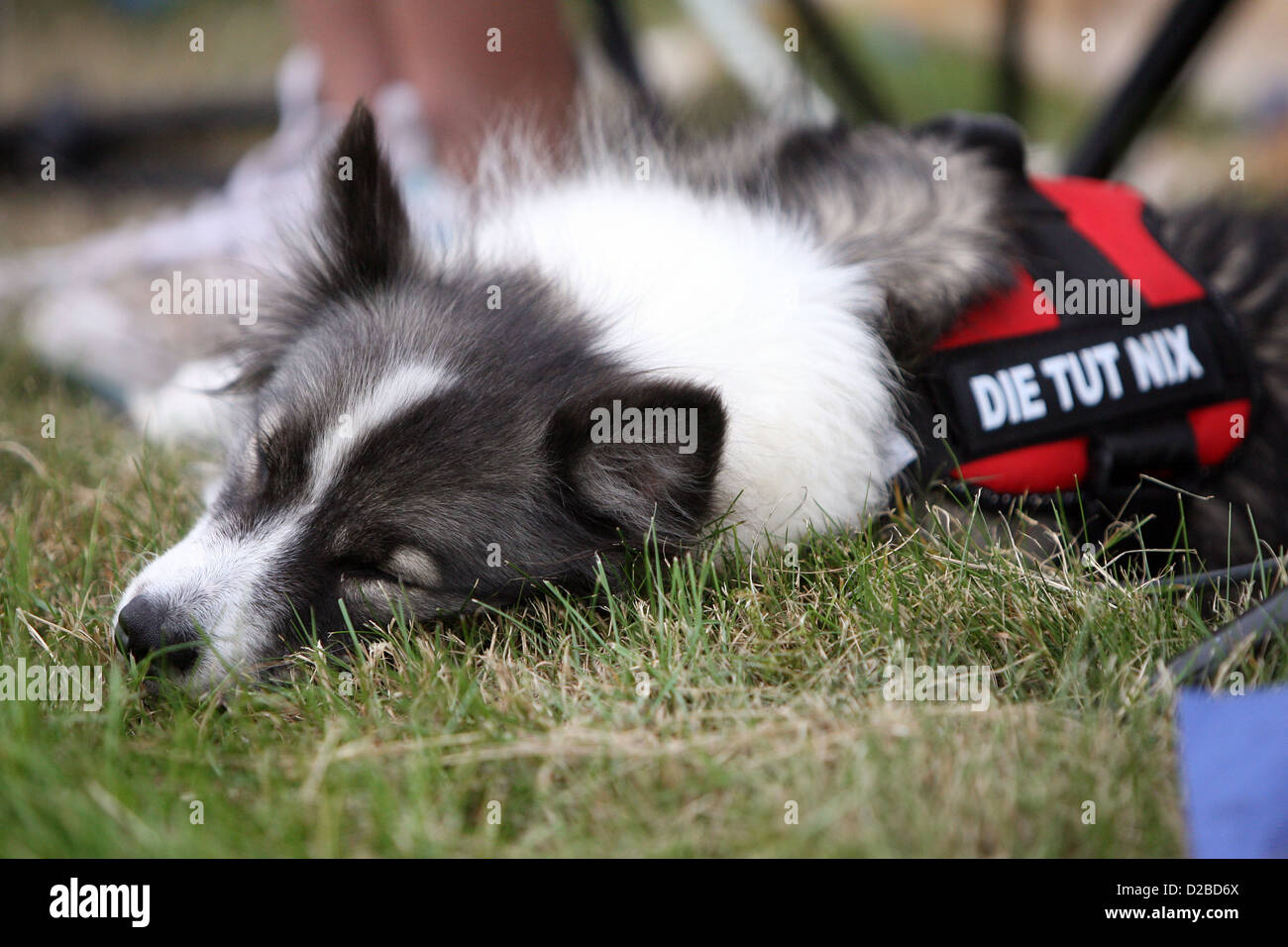 Bad Doberan, Deutschland, Dog Schnarchen auf einer Wiese Stockfoto