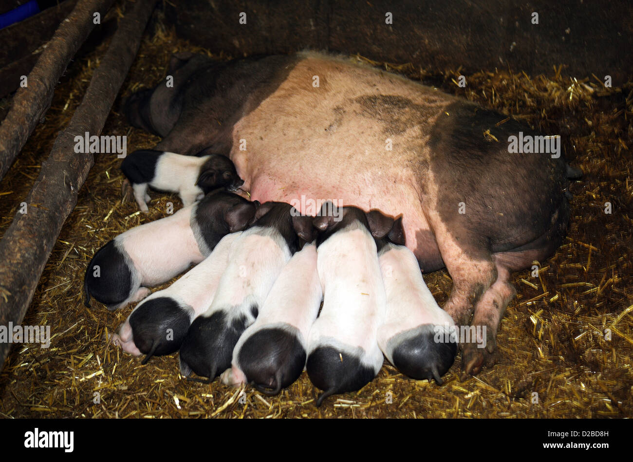 Strahlende Dorf, Deutschland, Sau ihre Ferkel füttern Stockfoto