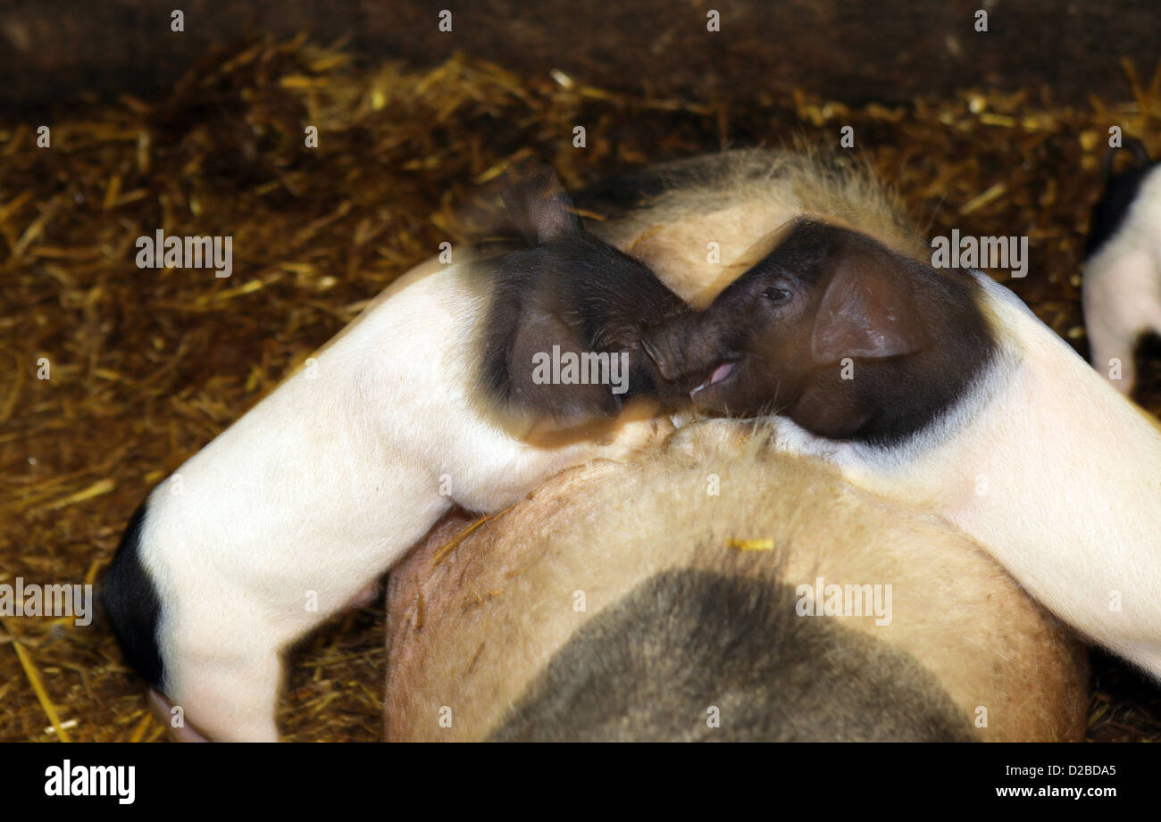 Strahlende Dorf, Deutschland, Ferkel spielen zusammen Stockfoto