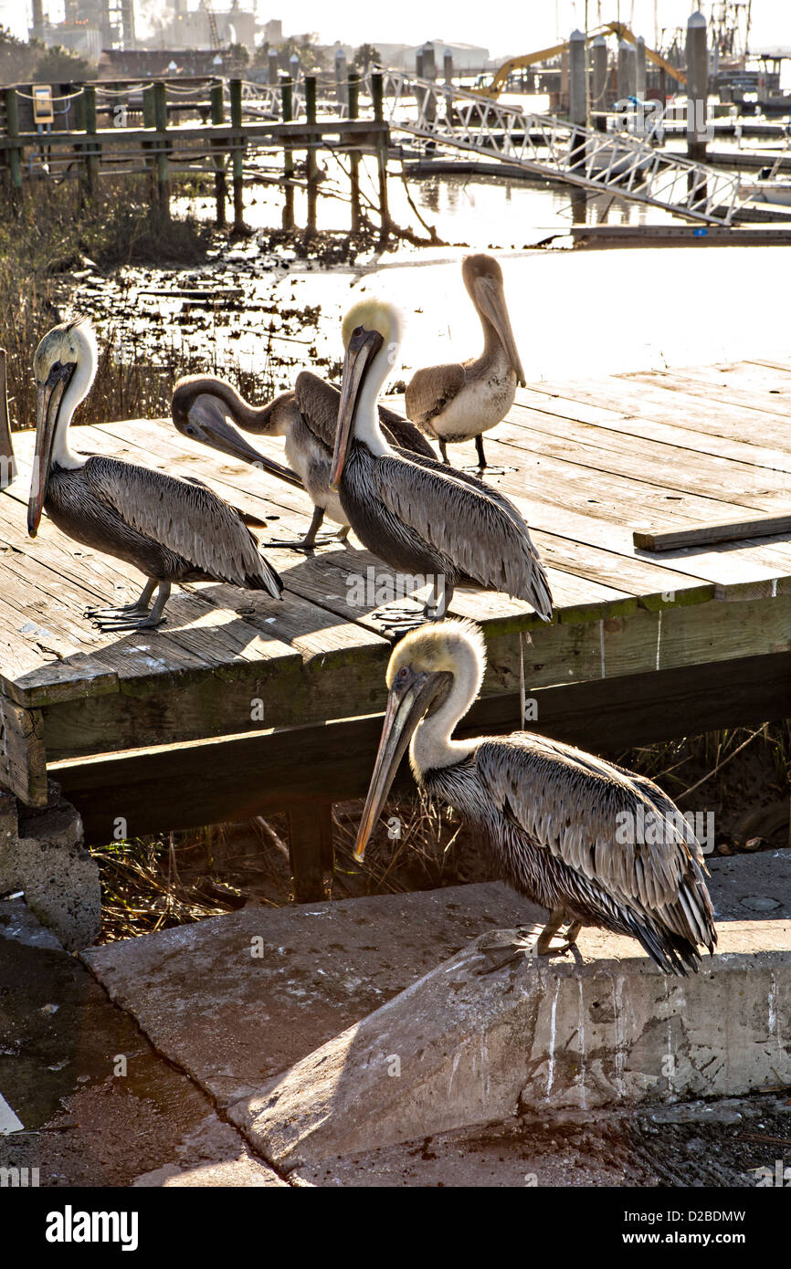 Braune Pelikane entlang der Uferpromenade von Fernandina Beach, Florida Stockfoto