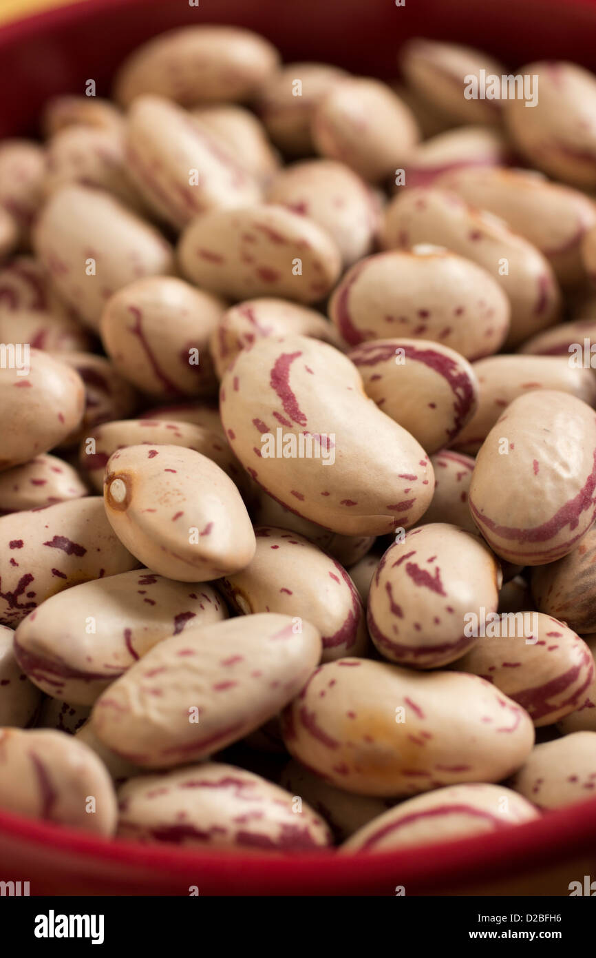 Cranberry Bohnen auch bekannt als römische Bohnen Stockfoto