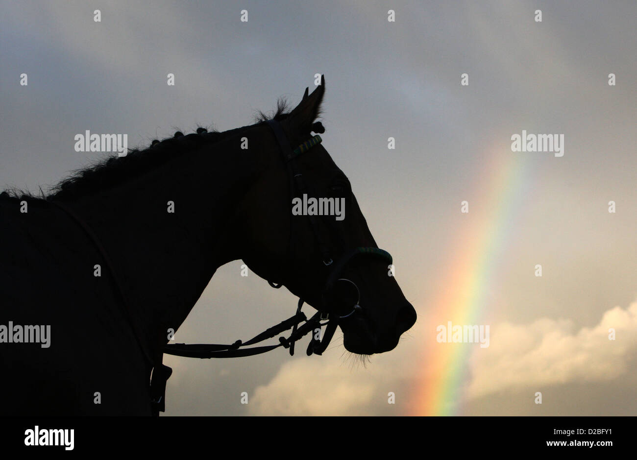 Hannover, Deutschland, Silhouette, Kopf eines Pferdes vor einem Regenbogen Stockfoto