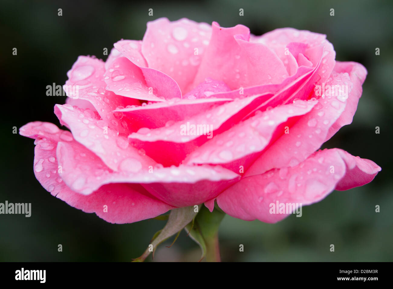 Rosa Rose Mit Regen Fotos Und Bildmaterial In Hoher Aufl sung Alamy rosa-rose-mit-regen-fotos-und-bildmaterial-in-hoher-aufl-sung-alamy