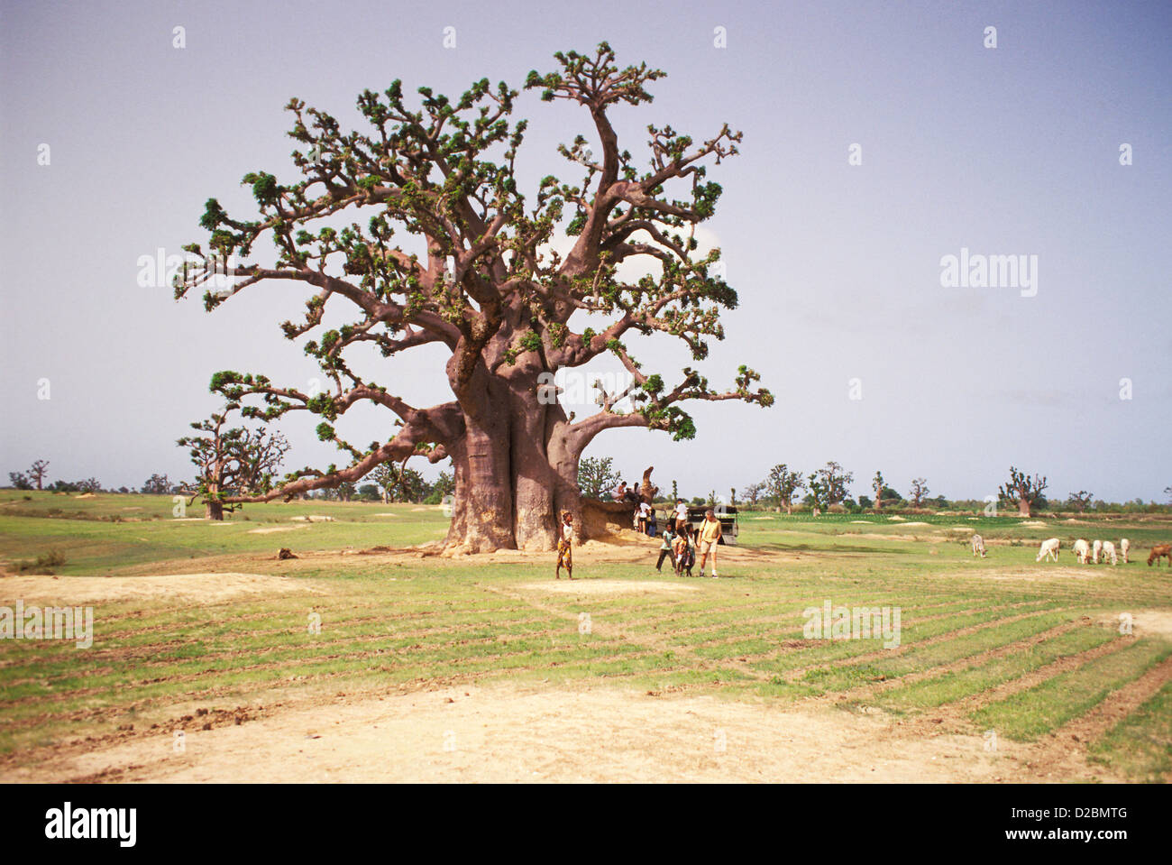 Senegal, M'Bour Region. Baobab-Baum im Feld, Menschen unter Stockfoto
