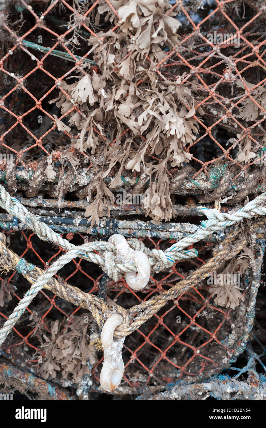 Krabben Sie-Töpfe mit Seegras und Seepocken verkrustet Stockfoto