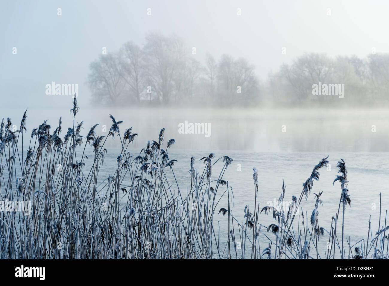 Fen Drayton Nature Reserve Cambridgeshire an einem kalten Wintertag mit Nebel steigt aus den Seen. Schilf und Bäumen Silhouette Stockfoto