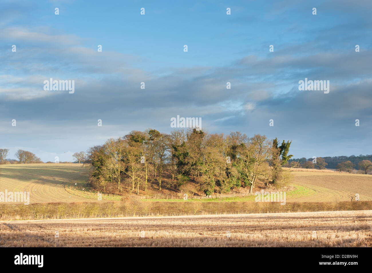 Wäldchen von Laubbäumen in urbaren Ackerland, North Norfolk, England, UK, Januar Stockfoto