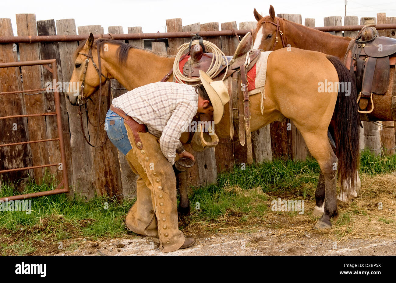 Cowboy, Überprüfung des Hufs von Mare. Stockfoto