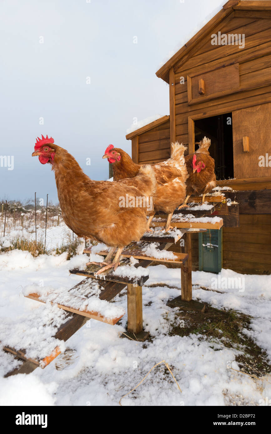 Inländische Hybrid-Hühner draußen Schnee bedeckt Coop auf Zuteilung, England, Januar Stockfoto