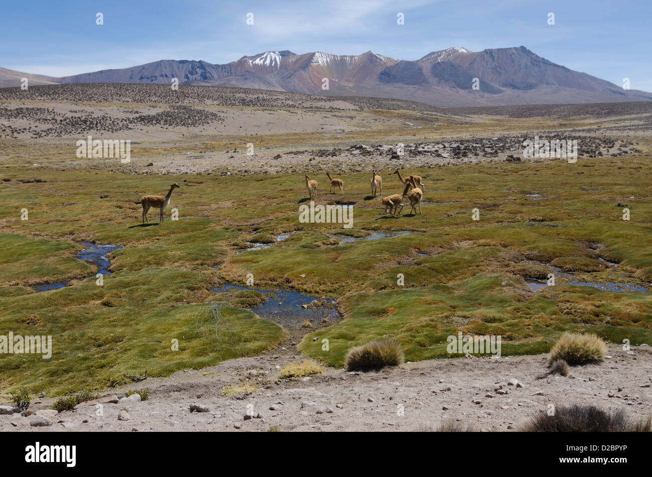 Vikunjas im Nationalpark Lauca, Chile Stockfoto
