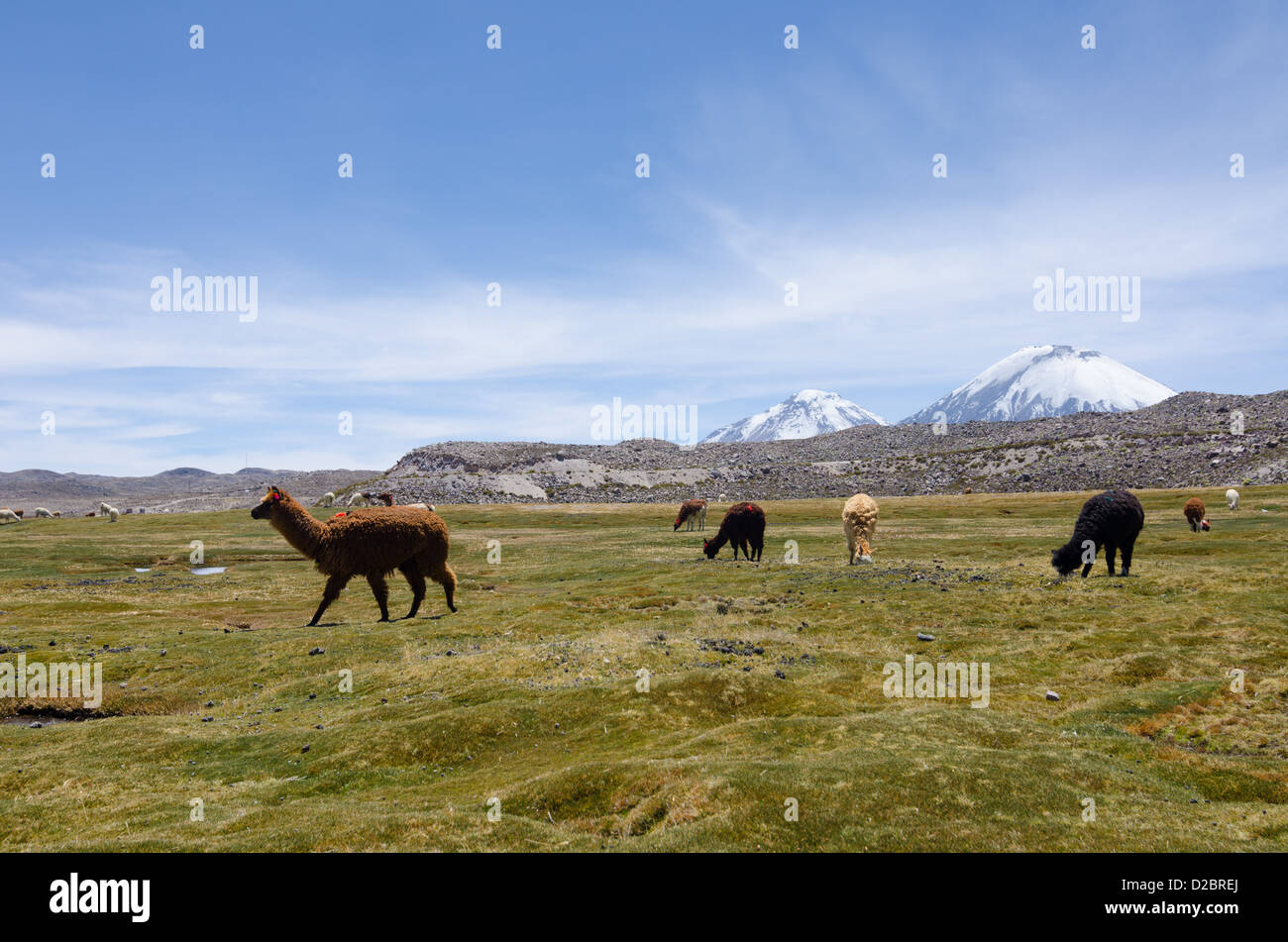 Alpakas im Nationalpark Lauca, Chile Stockfoto