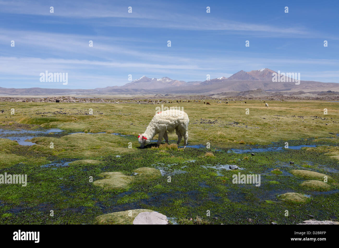 Alpakas im Nationalpark Lauca, Chile Stockfoto