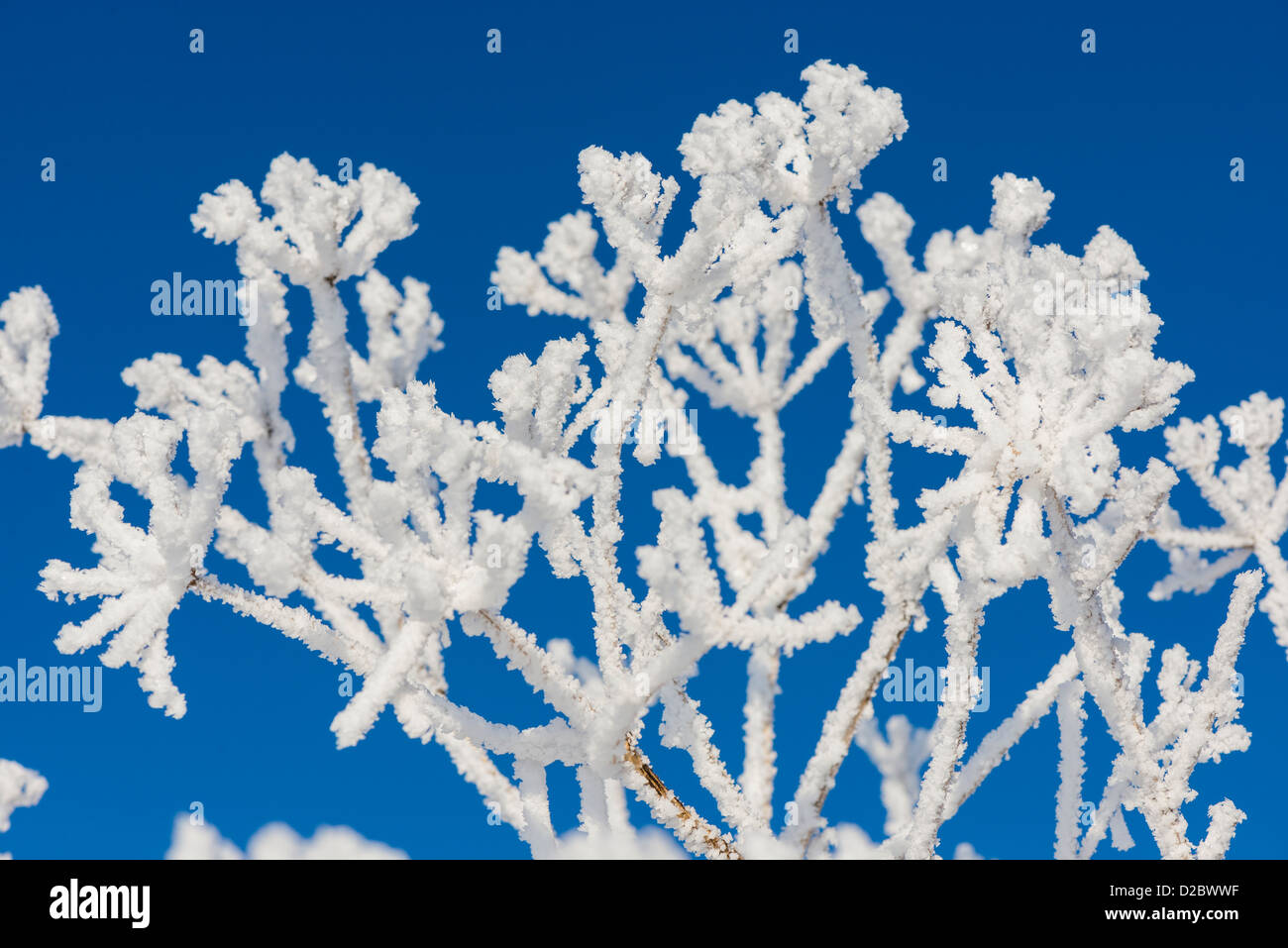 Frost verkrusteten Umbelliferae Spezies, gegen blauen Himmel, England, Januar Stockfoto