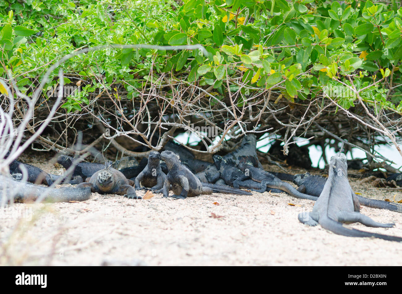 Meerechsen auf Galpagos Inseln, Ecuador Stockfoto