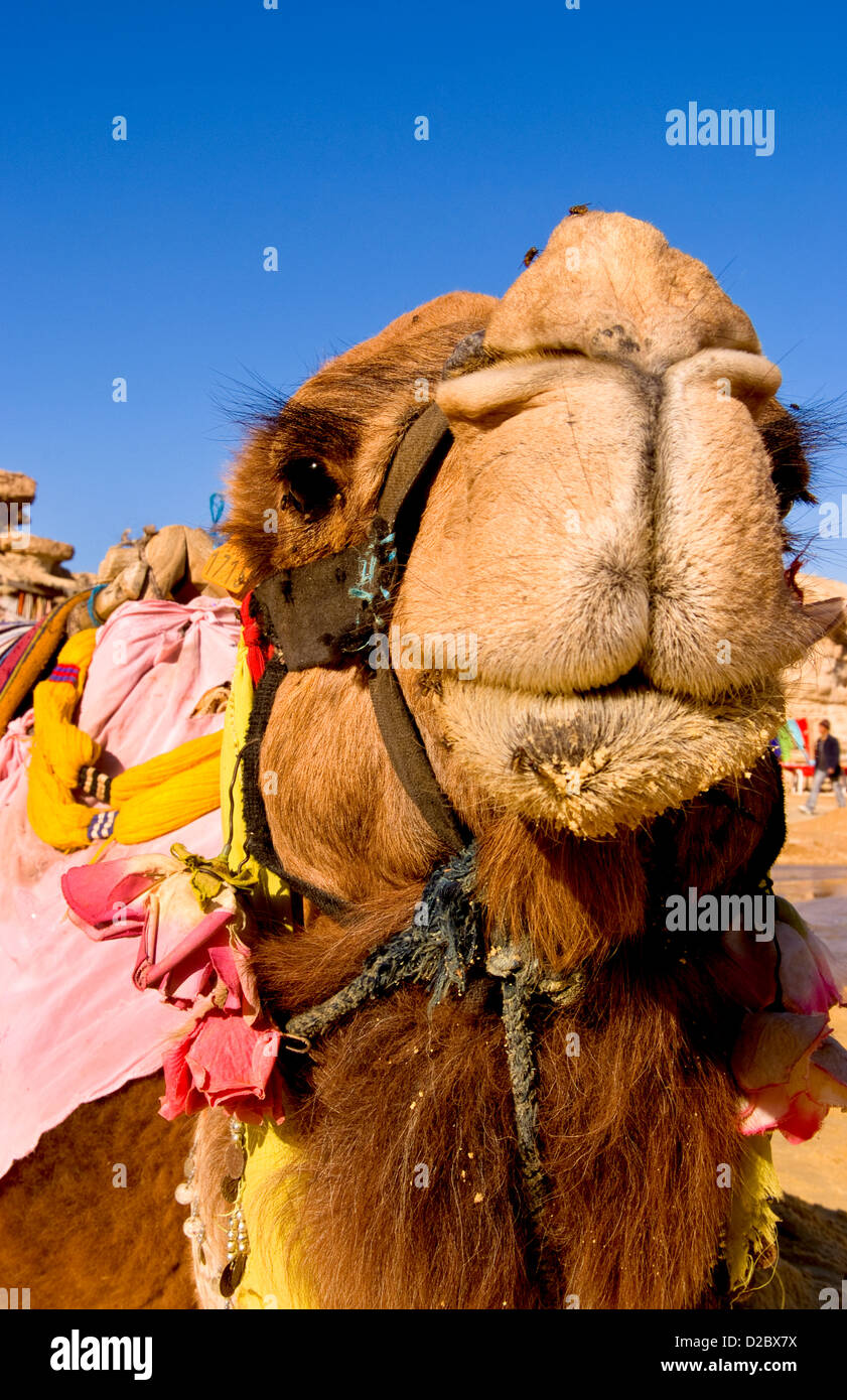 Kamel in der Nähe von Portrait, Wüste Sahara Douz, Tunesien Stockfoto Kamel in der Nähe von Portrait, Wüste Sahara Douz, Tunesien Stockfoto