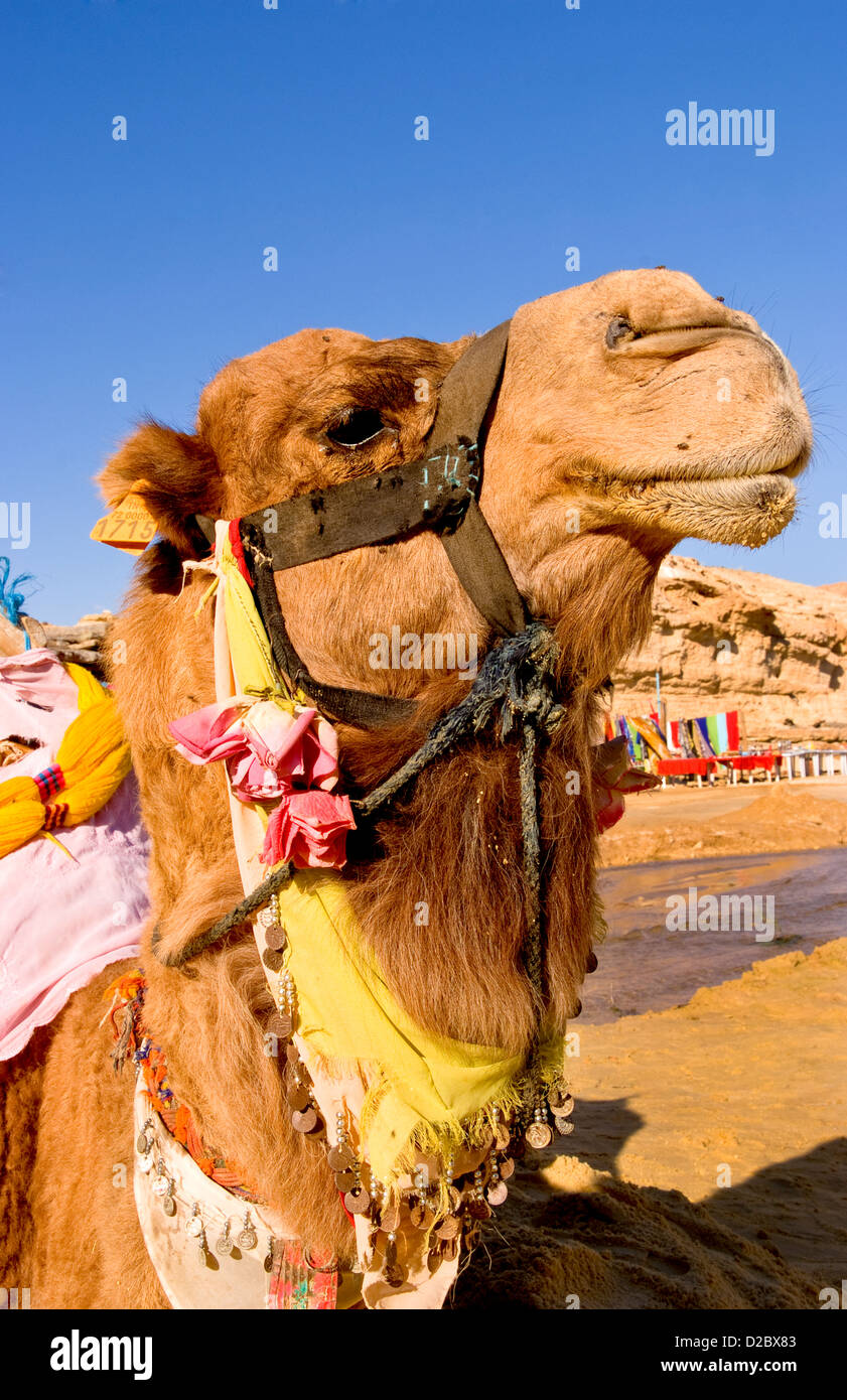 Kamel in der Nähe von Portrait, Wüste Sahara Douz, Tunesien Stockfoto Kamel in der Nähe von Portrait, Wüste Sahara Douz, Tunesien Stockfoto