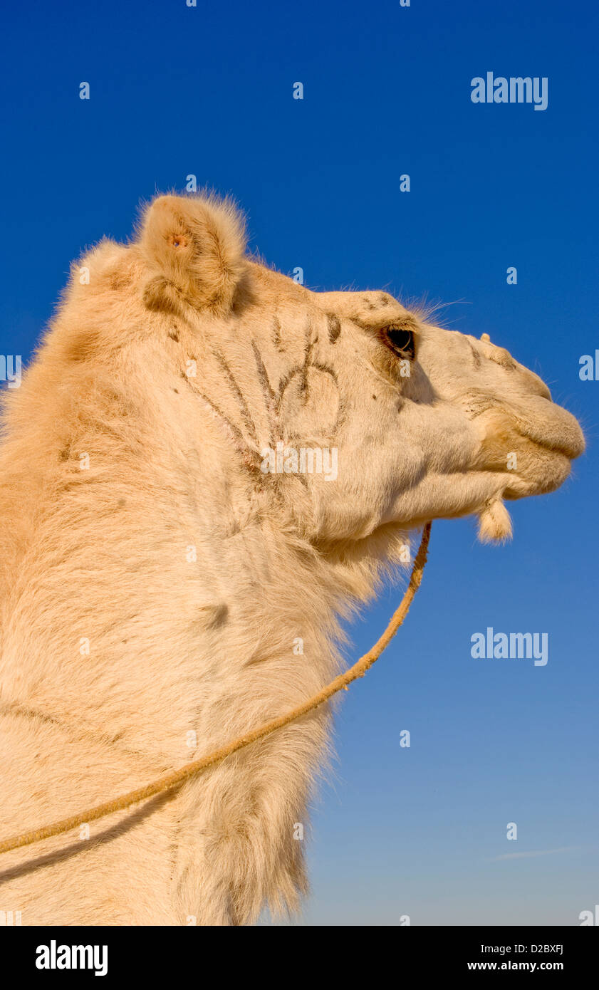 Nahaufnahme eines weißen Kamel, Douz, Sahara Wüste, Tunesien Stockfoto Nahaufnahme eines weißen Kamel, Douz, Sahara Wüste, Tunesien Stockfoto