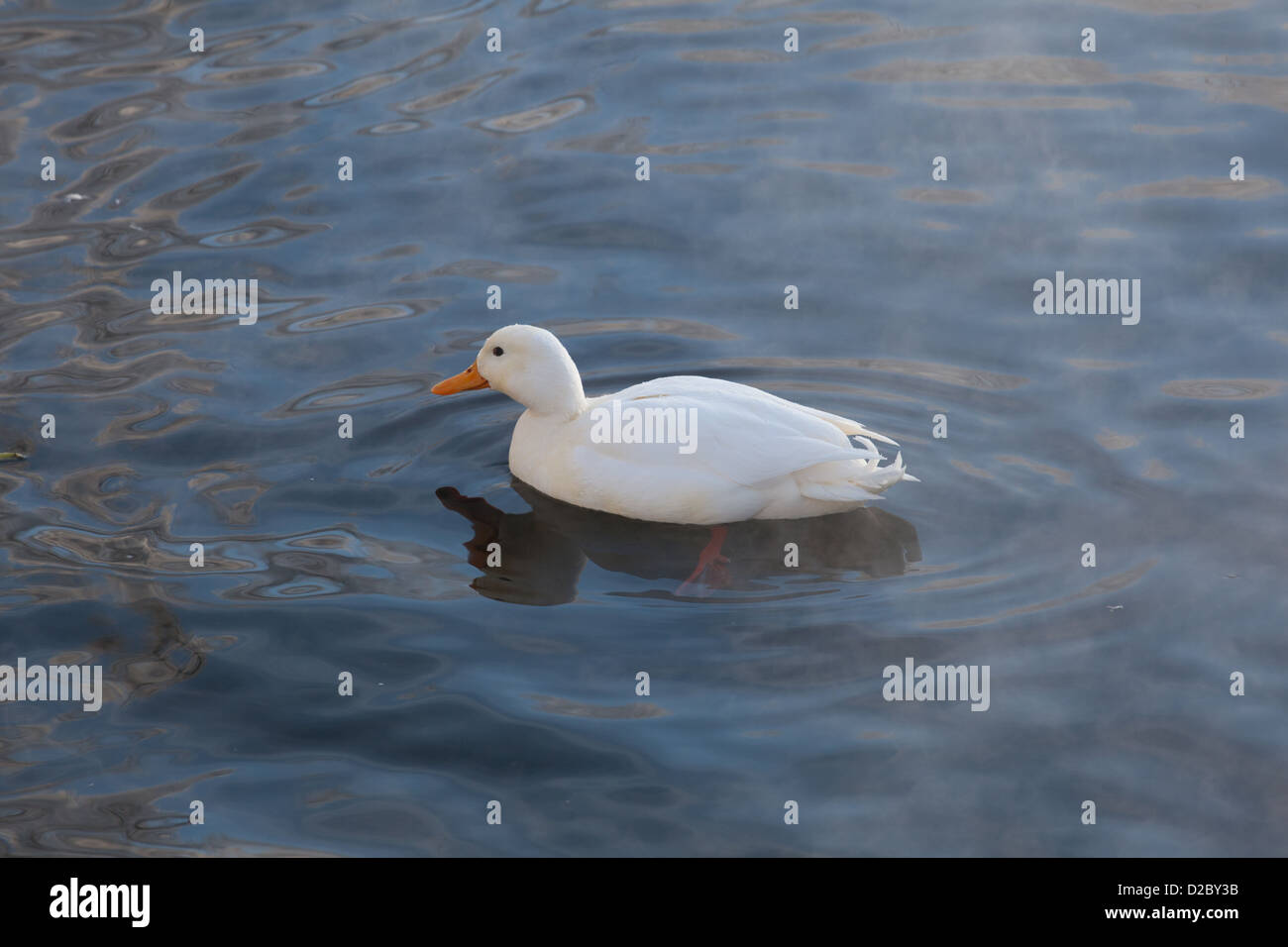 Albino-Ente schwimmt in White Lake. Schlosspark, Gattschina, Leningrad Oblast, Russland. Stockfoto