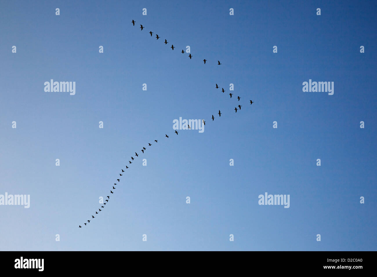 Schwarm Gänse bilden V im blauen Himmel Stockfoto