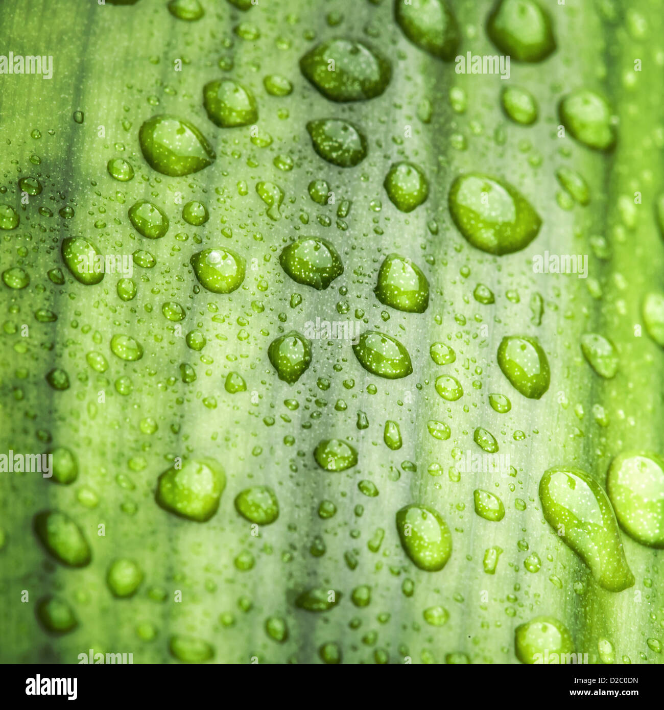 Natürlichen grünen Hintergrundtextur mit Blatt und Wassertropfen Stockfoto