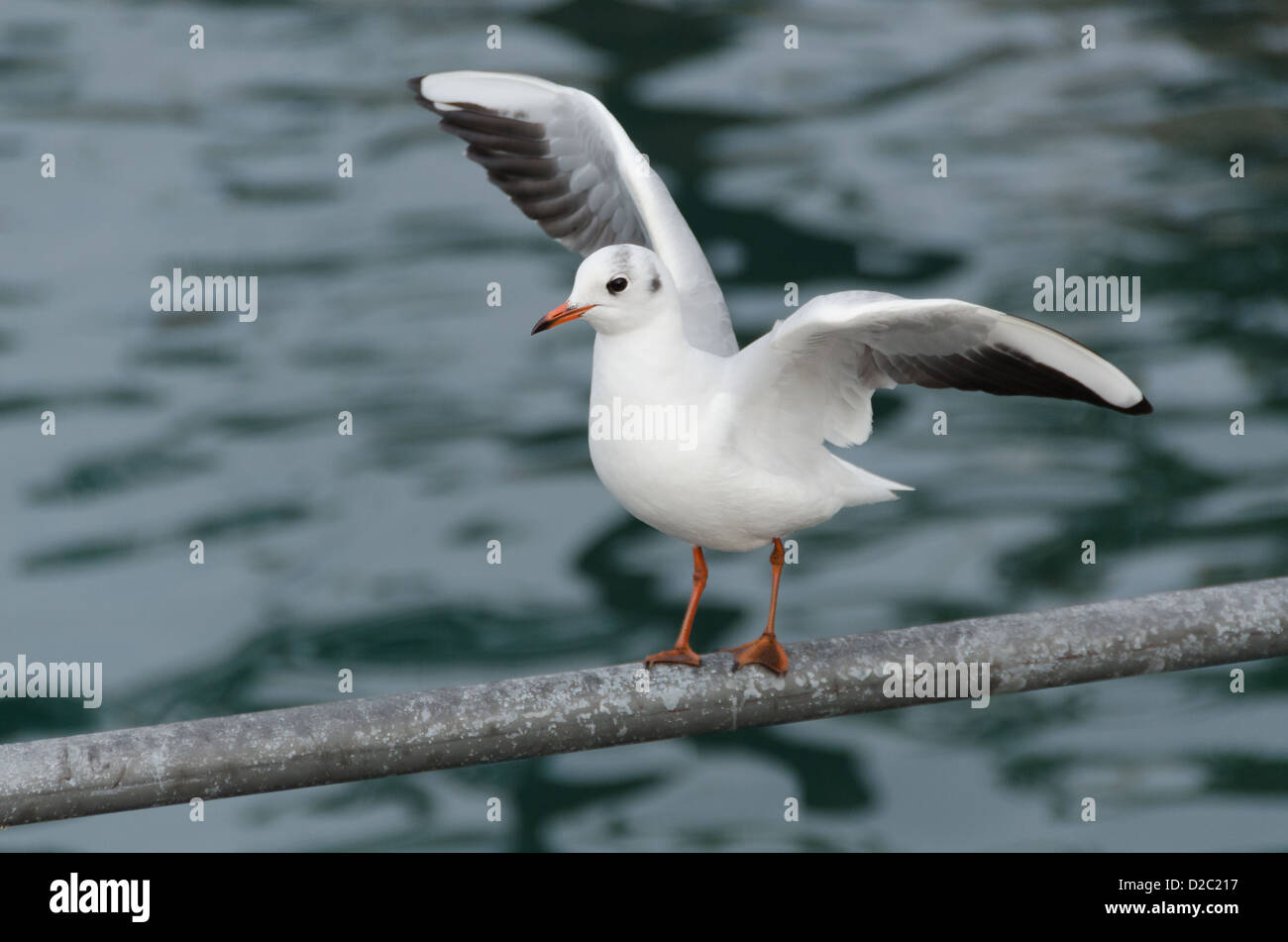 Möwe mit offenen Flügeln am Start Stockfoto