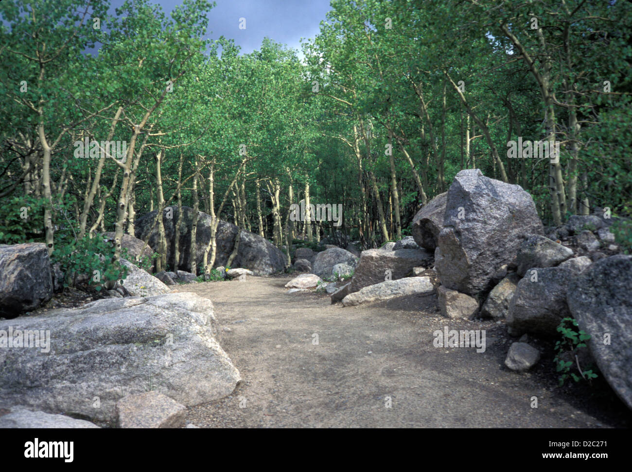 Colorado. Rocky Mountain Nationalpark. Trail durch Espen Stockfoto