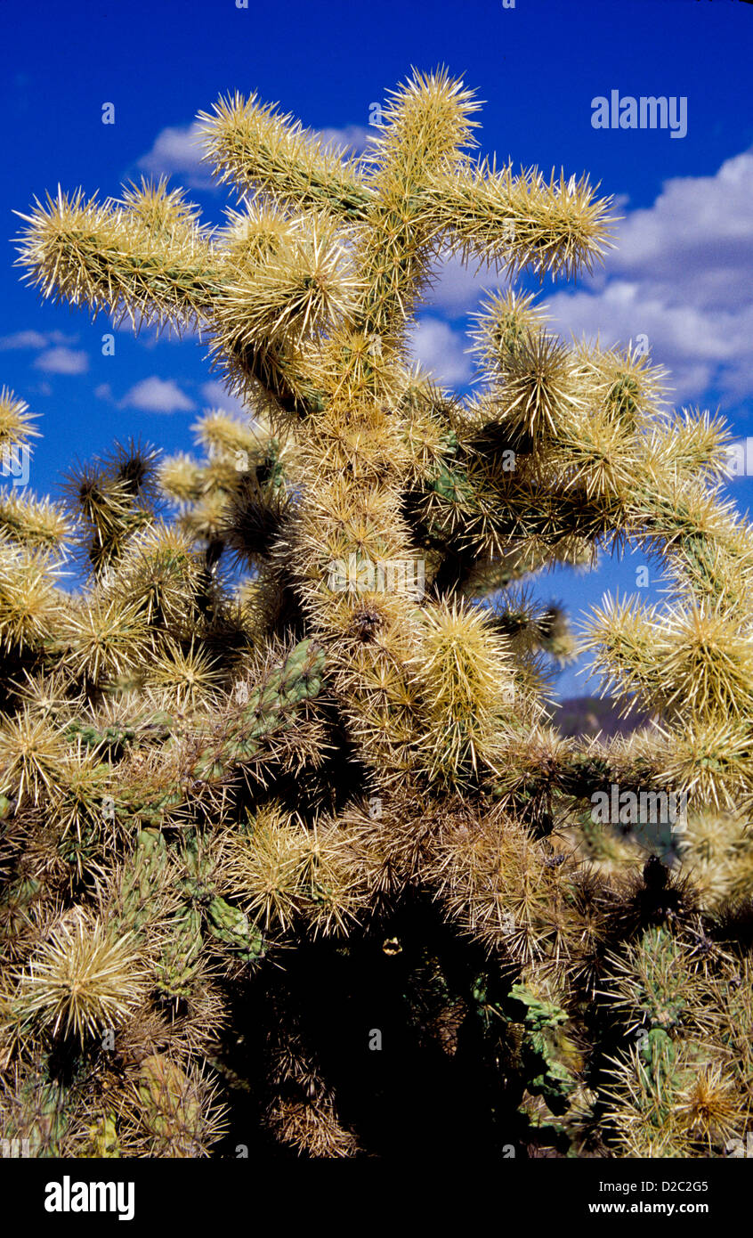 Arizona. Organ Pipe Cactus Nationalmonument. Teddybear Cholla Cactus. (Optunia Bigelovii) Stockfoto