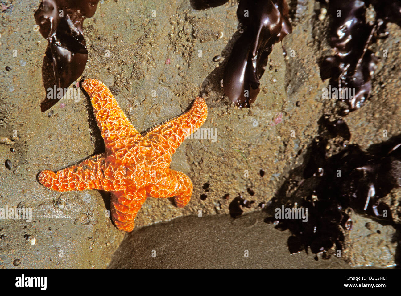 Washington. Olympic Nationalpark. Sea Star und Seetang am Rialto Strand. Stockfoto