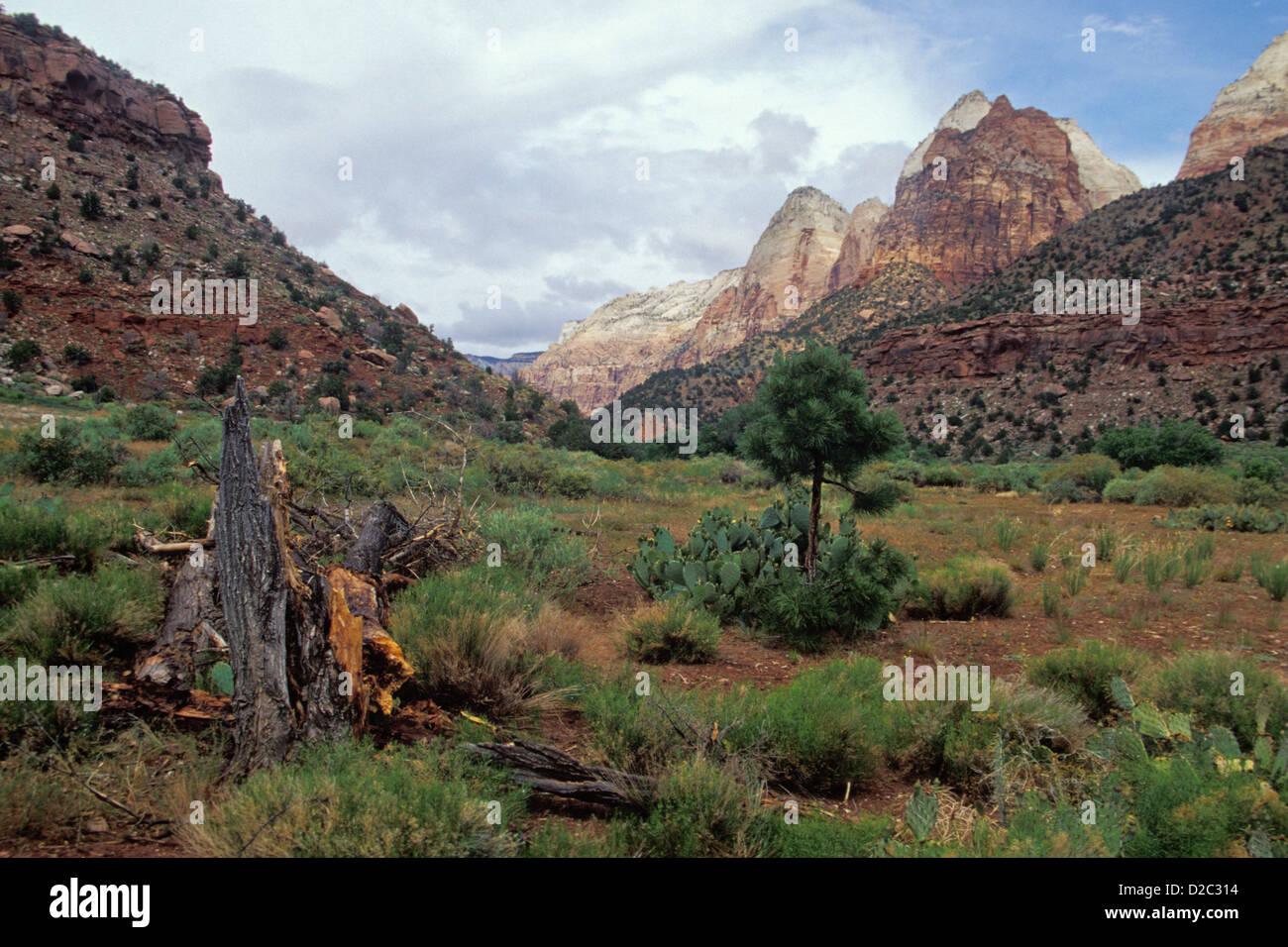 Utah. Zion Nationalpark. Landschaft in der Nähe von Human History Museum. Stockfoto