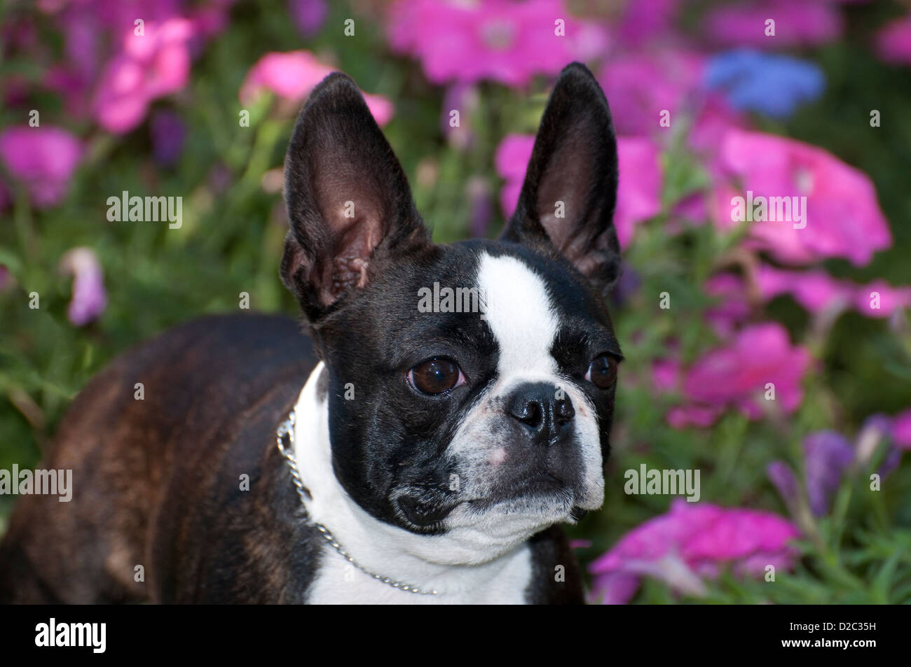 Boston Terrier-Kopfschuss Stockfoto