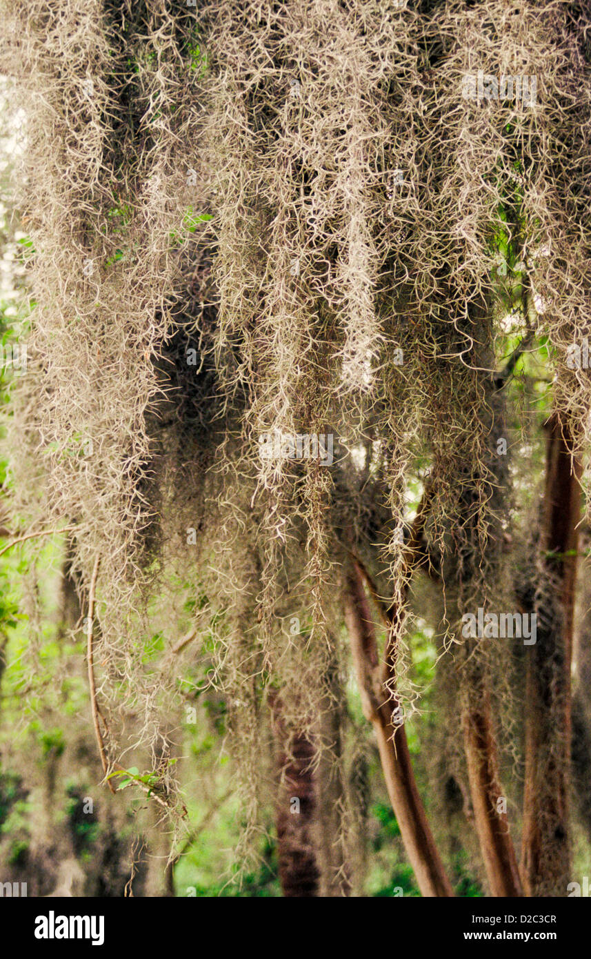 Georgia, Savannah. Spanish Moss Stockfoto