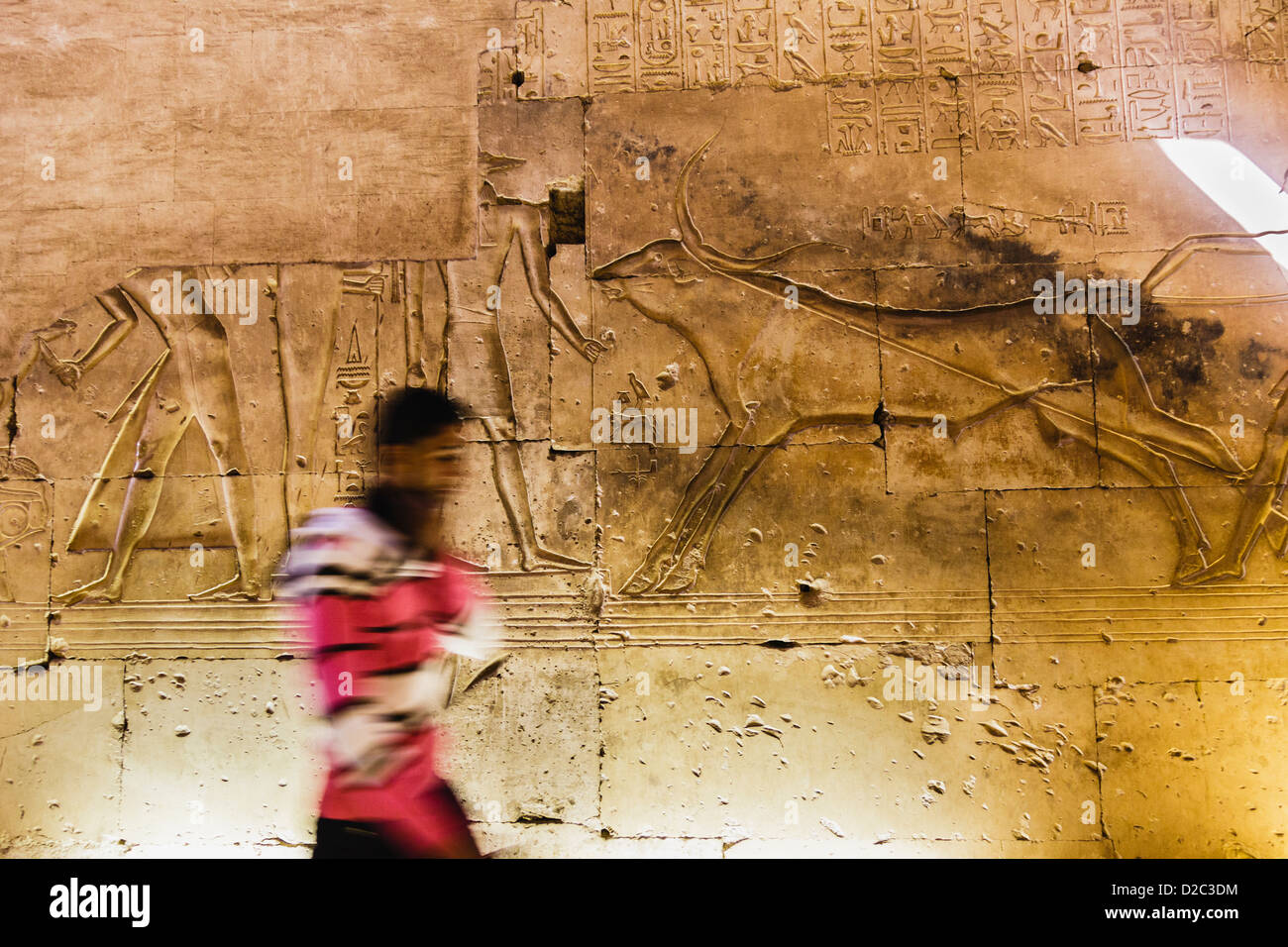 Relief eines Heiligen Stieres wird angeseilt zu geopfert am Memorial Tempel von Sethos i., Abydos, Ägypten Stockfoto