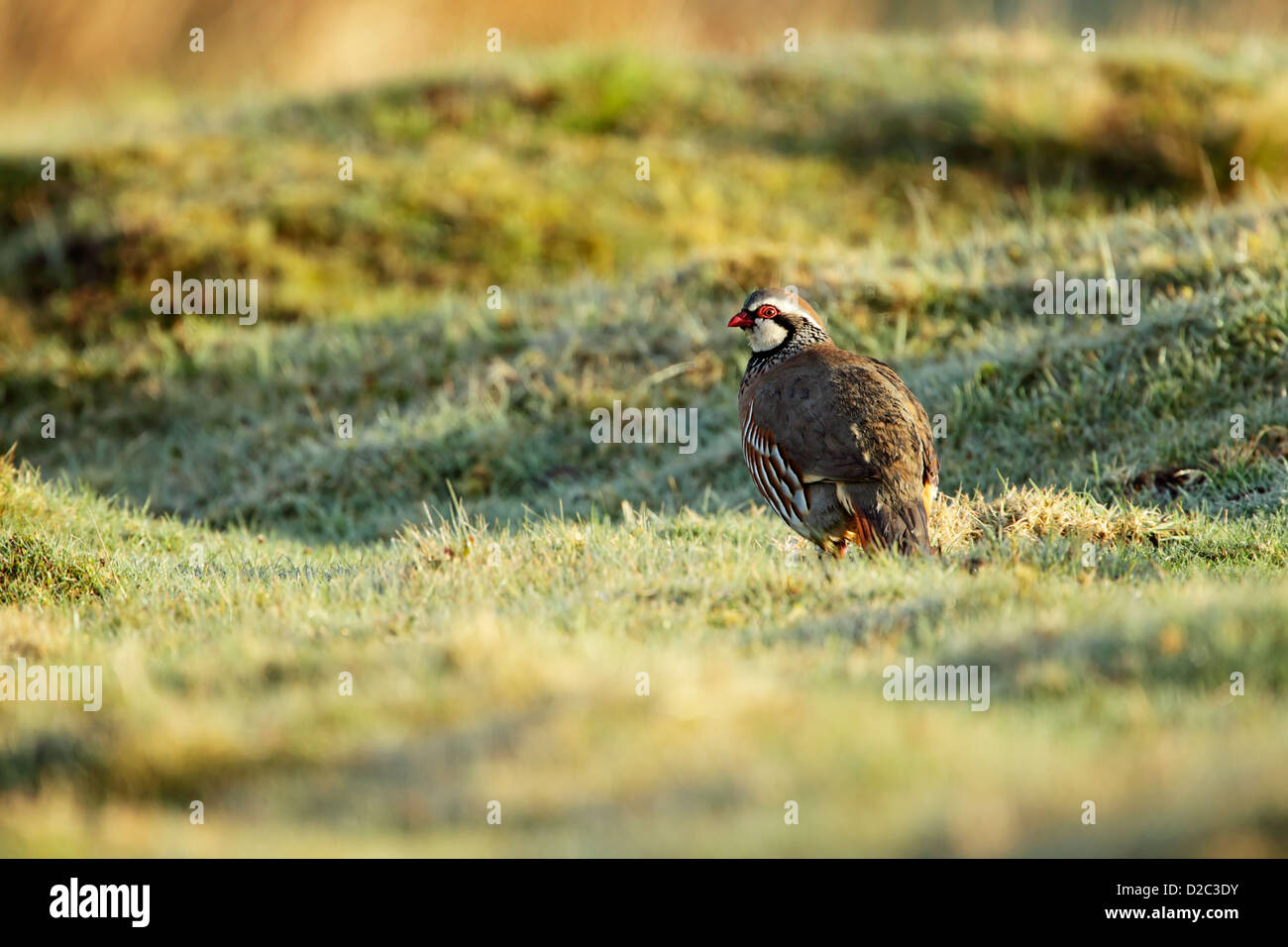 Rothuhn (Alectoris Rufa) männlichen Futtersuche auf feuchten Wiesen mit einem kleinen Grashalm klebte an der Stirn Stockfoto