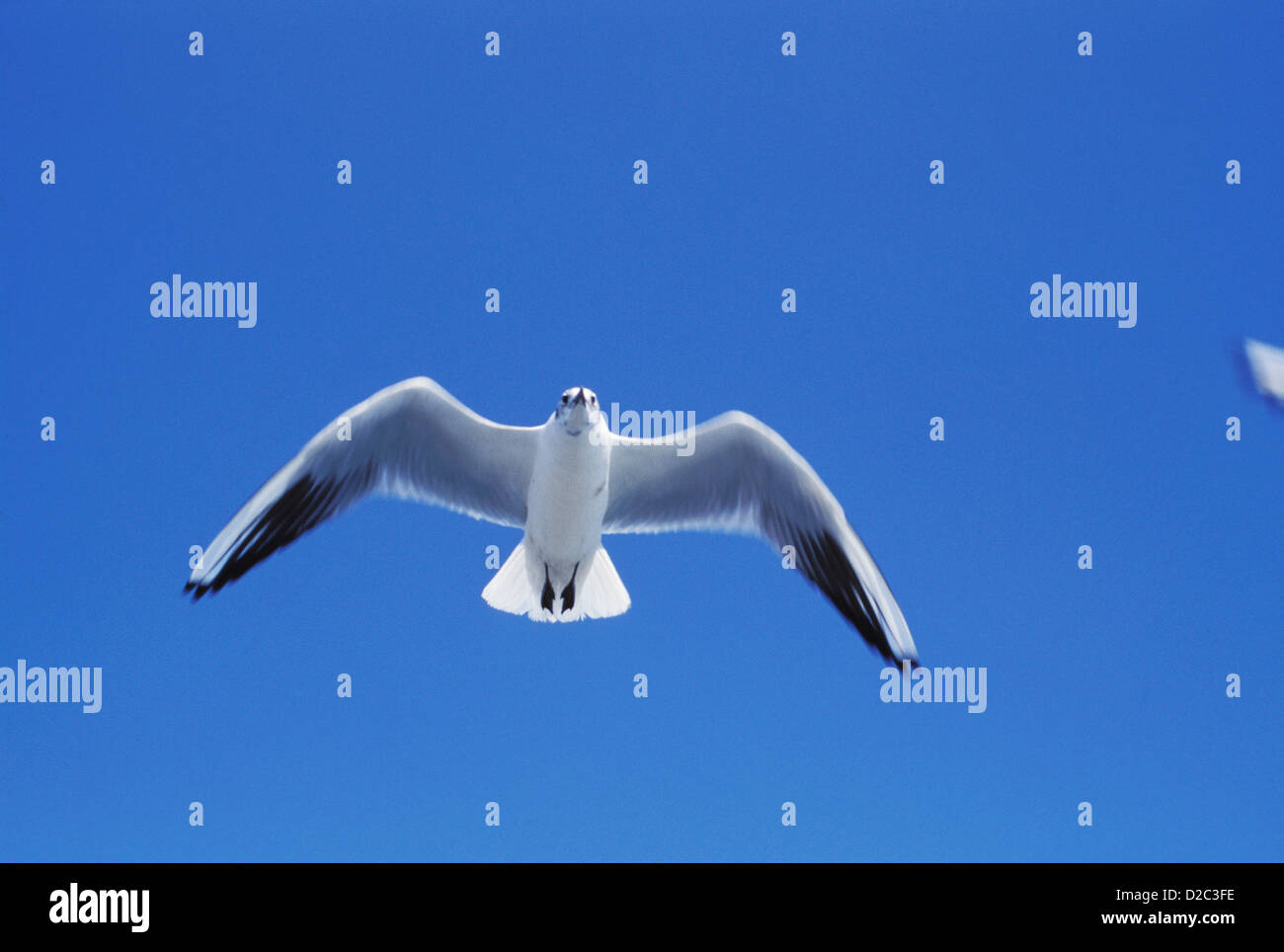 Indien, Bombay. Seagull gegen blauen Himmel. Stockfoto