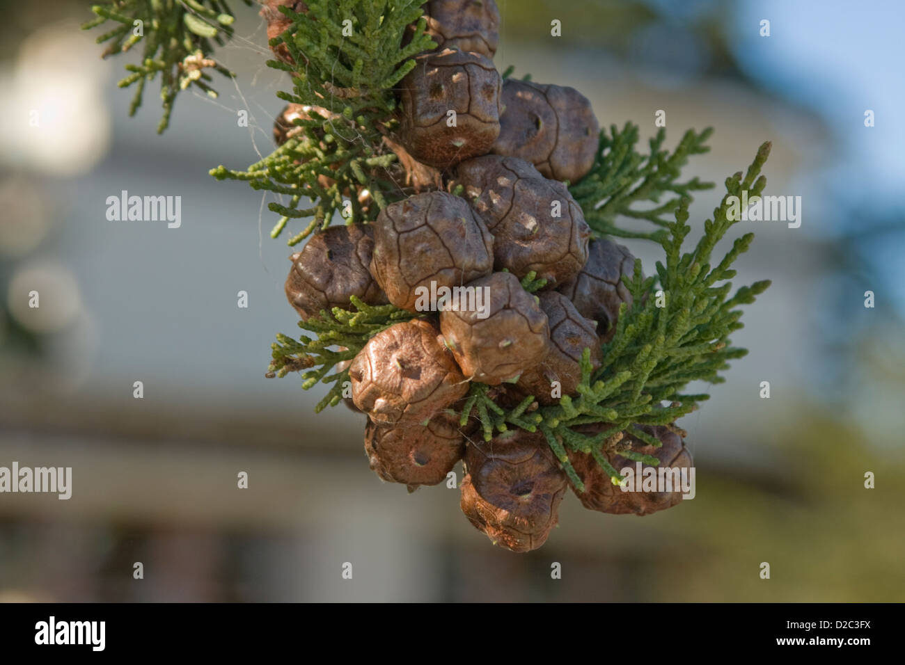 Neuen Tannenzapfen wachsen auf eine Monterey-Zypresse im Meer, Kalifornien Stockfoto