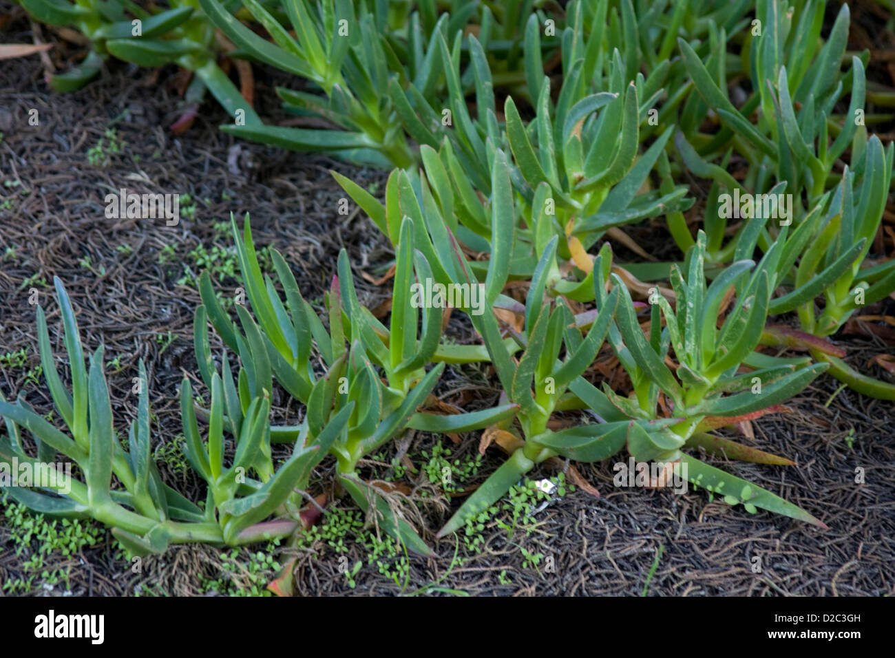 Eis-Pflanze gefunden wächst wild in Pacific Grove, Kalifornien. Stockfoto