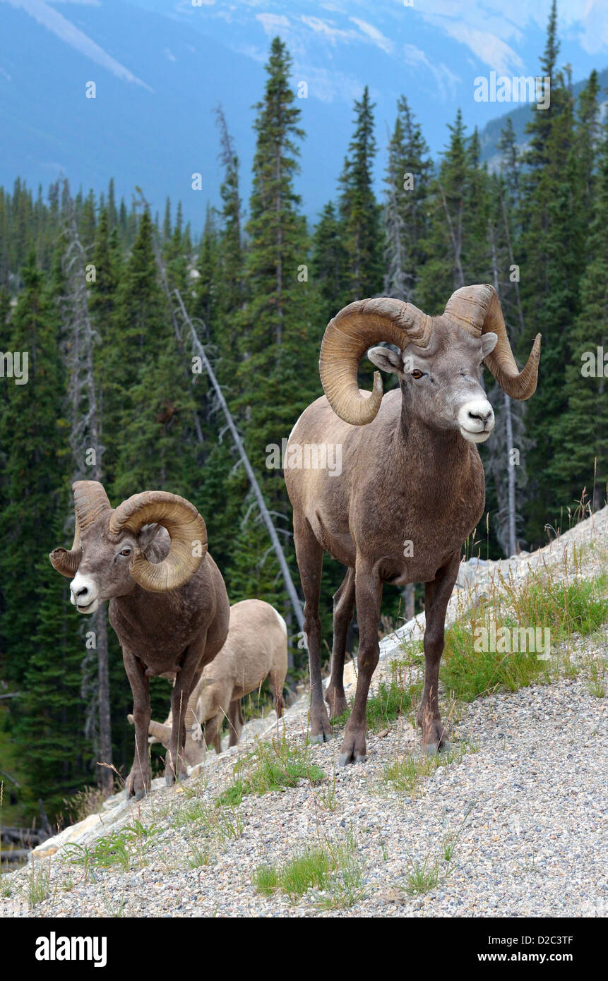 Bighorn Schafe in Kanadische Rockies. Stockfoto
