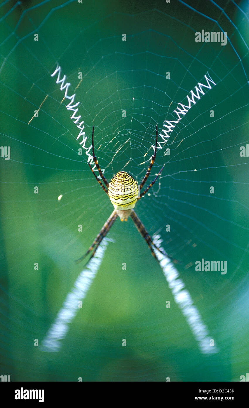 Unterschrift Spinne, Yewoor, Thane, Maharashtra, Indien. Stockfoto