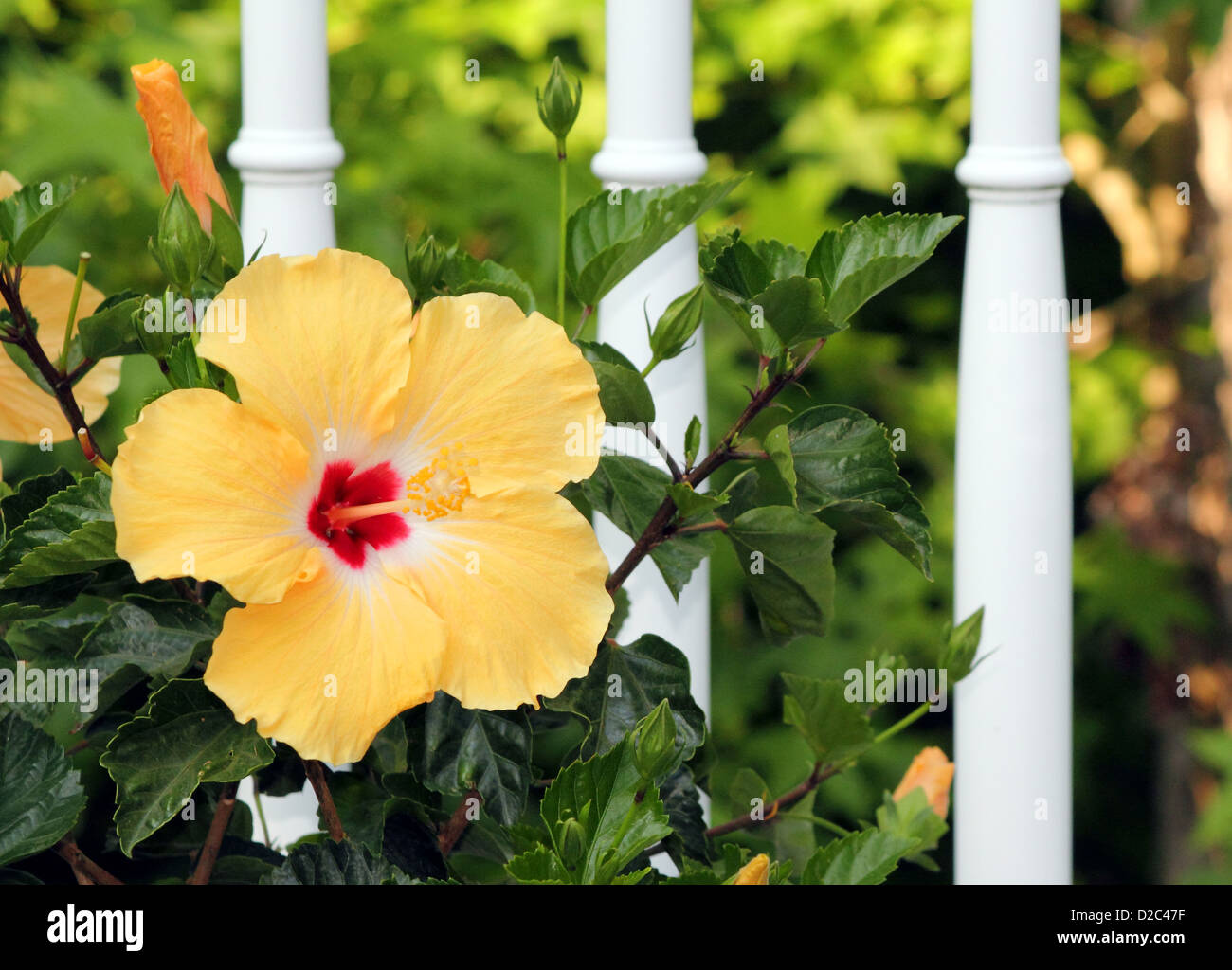 Eine schöne gelbe Hibiskus Blume in voller Blüte in einem Garten Stockfoto