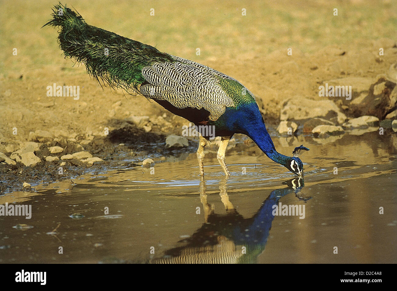 Pfau (Pavo Cristatus) Trinkwasser, Sariska Wildlife Sanctuary, Rajasthan, Indien Stockfoto