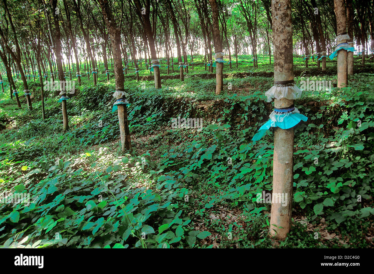 Gummibaum-Plantagen, Kerala, Indien Stockfoto