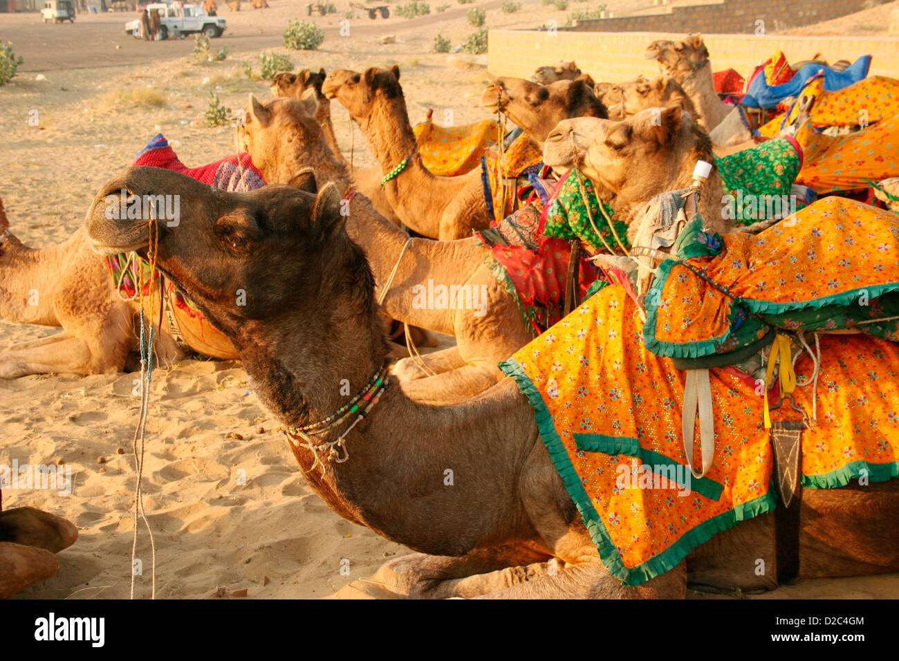 Kamele bei Sam Thar Desert Safari Sand Dünen, Jaisalmer, Rajasthan, Indien Stockfoto Kamele bei Sam Thar Desert Safari Sand Dünen, Jaisalmer, Rajasthan, Indien Stockfoto