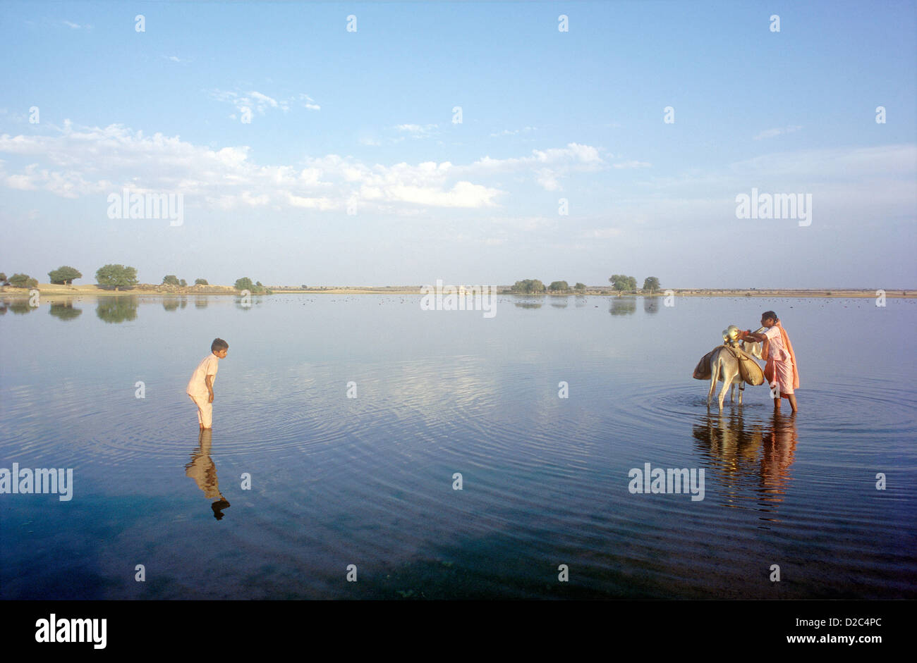 Wasser wird gesammelt See ausgefüllt Ledertaschen auf Esel Rücken gelegt transportiert werden ihre Häuser westlichen Rajasthan Indien. Stockfoto