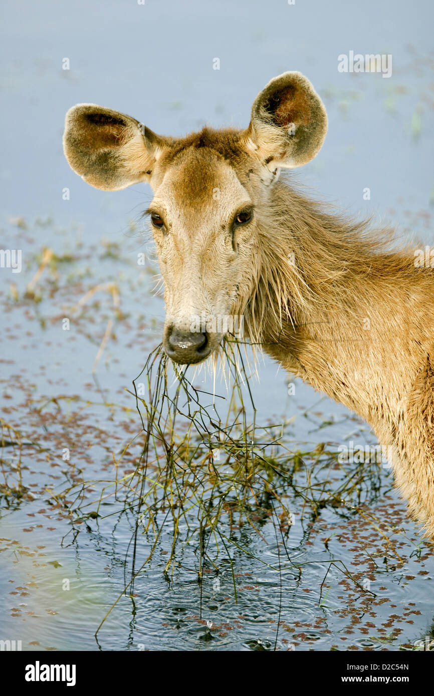 Sambar Deer Fawn Cervus Unicolor, Ranthambore Nationalpark, Rajasthan, Indien Stockfoto