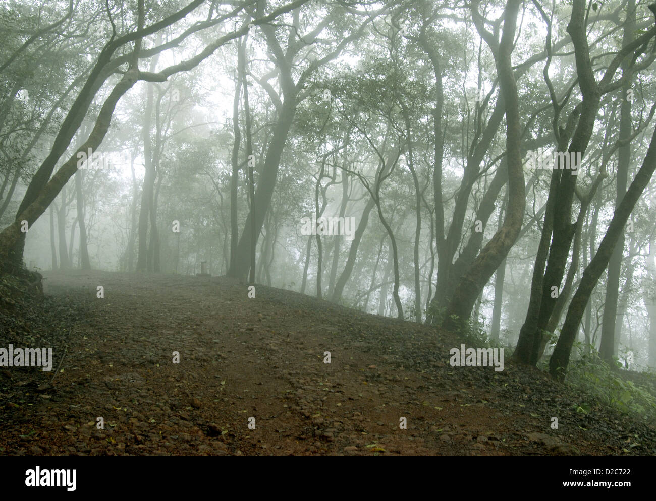 Misty Morning In dichten Wald in Matheran Thane Bezirk, Maharashtra, Indien Stockfoto