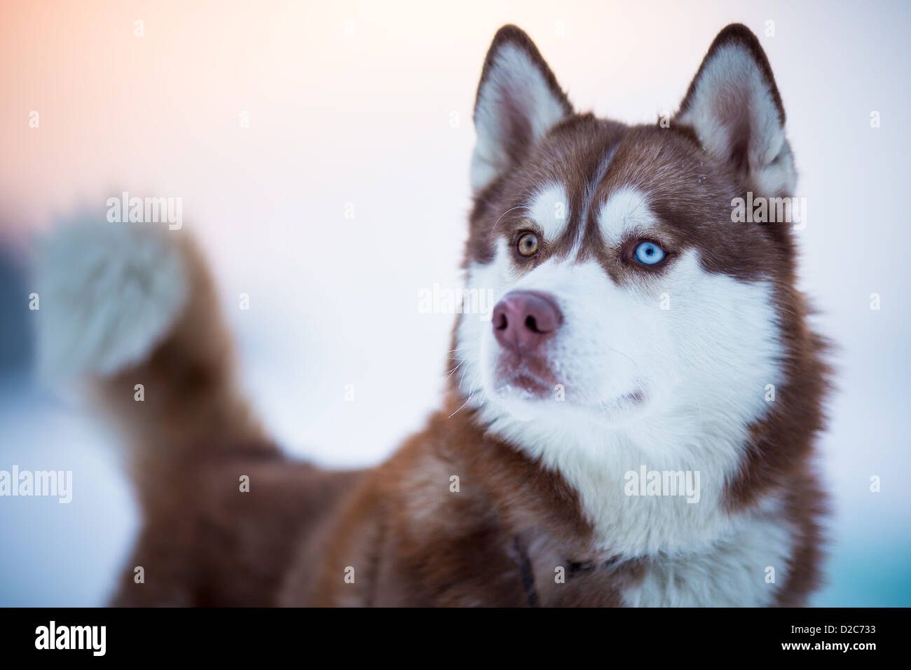 Siberian Husky Hund portrait Stockfoto