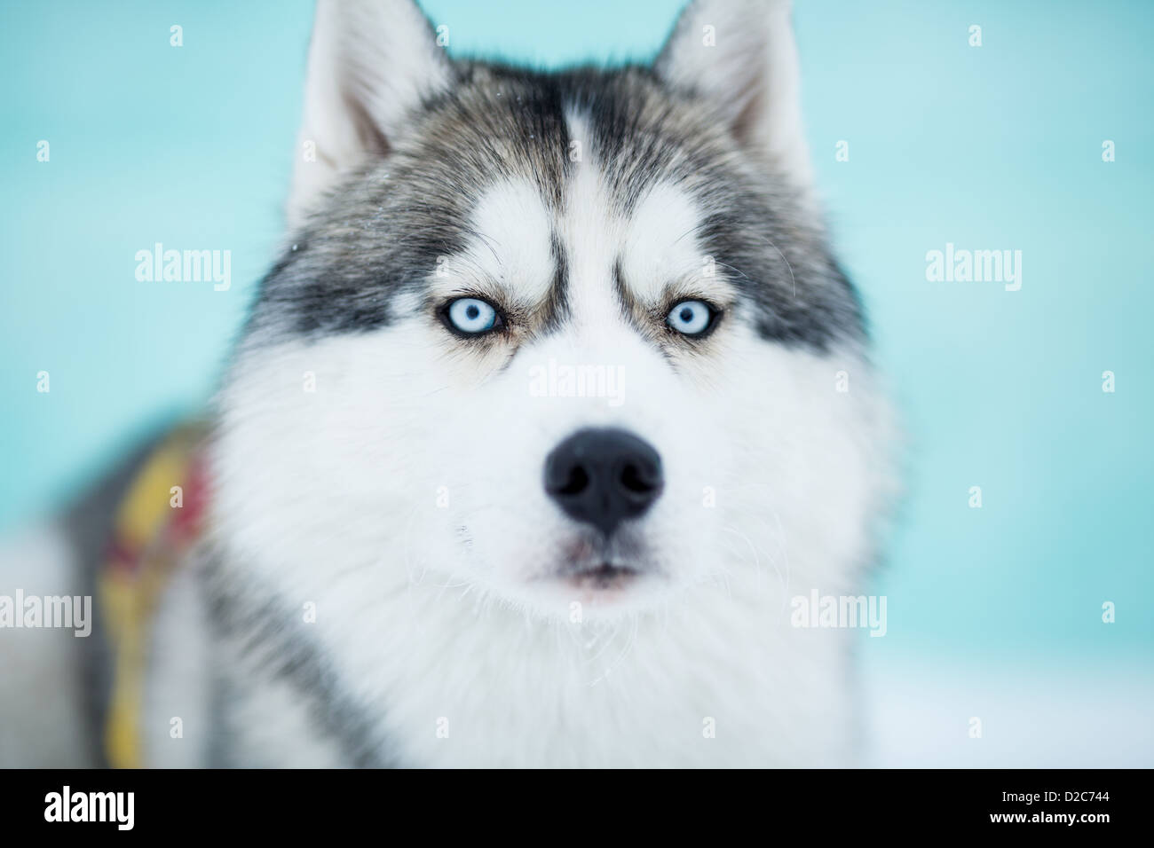 Siberian Husky Schlittenhunde Closeup portrait Stockfoto